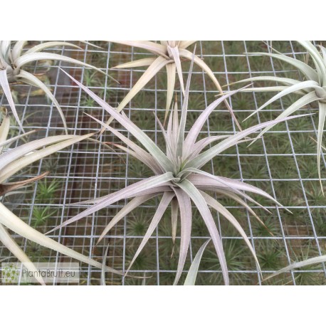 Tillandsia ixioides