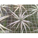 Tillandsia ixioides