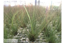 Tillandsia juncifolia