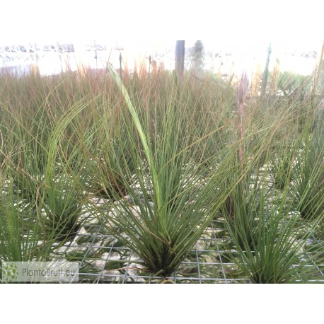 Tillandsia juncifolia