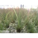 Tillandsia juncifolia