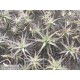 Tillandsia latifolia
