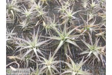 Tillandsia latifolia (dwarf form)