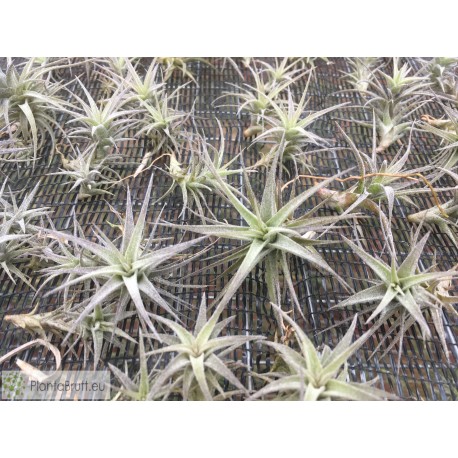 Tillandsia latifolia