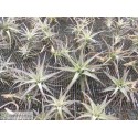 Tillandsia latifolia (dwarf form)