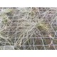 Tillandsia mallemontii