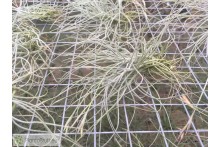 Tillandsia mallemontii