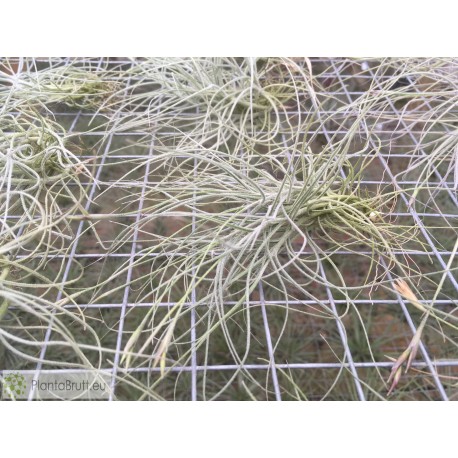 Tillandsia mallemontii