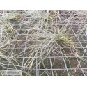Tillandsia mallemontii