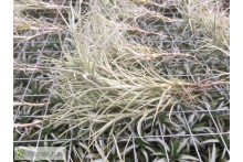 Tillandsia marconae