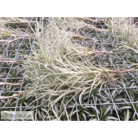 Tillandsia marconae