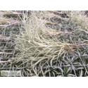 Tillandsia marconae