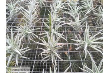Tillandsia paleacea var. minor