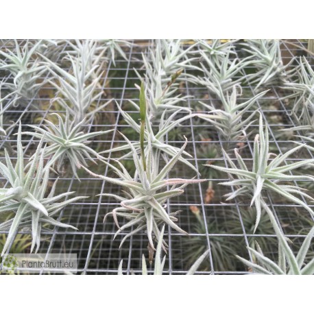 Tillandsia paleacea var. minor