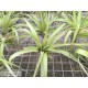 Tillandsia polystachia