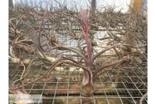 Tillandsia pseudobaileyi