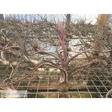 Tillandsia pseudobaileyi