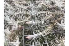 Tillandsia stellifera
