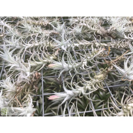 Tillandsia stelifera