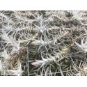 Tillandsia stellifera