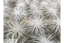 Tillandsia tectorum L