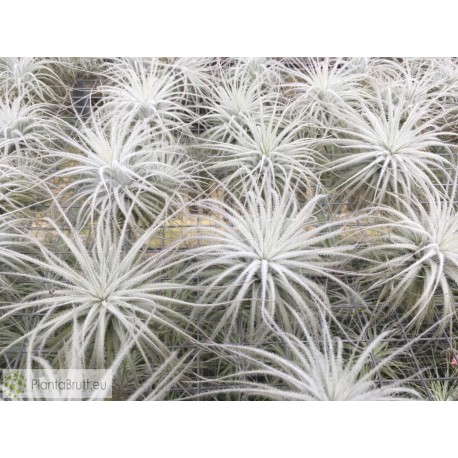 Tillandsia tectorum L