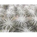 Tillandsia tectorum L