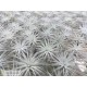 Tillandsia tectorum