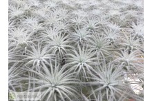 Tillandsia tectorum S