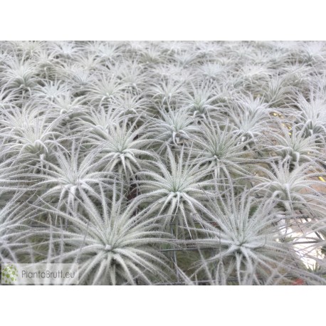 Tillandsia tectorum