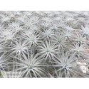 Tillandsia tectorum S