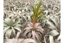 Tillandsia xerographica L