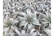 Tillandsia xerographica M