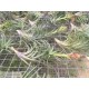 Tillandsia neglecta