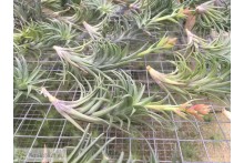 Tillandsia neglecta