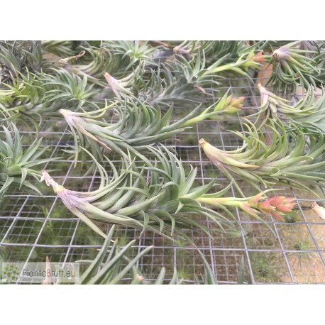 Tillandsia neglecta