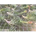 Tillandsia neglecta