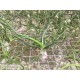 Tillandsia bulbosa