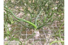 Tillandsia bulbosa