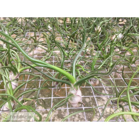 Tillandsia bulbosa