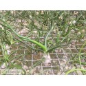 Tillandsia bulbosa