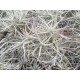 Tillandsia paleacea clumb
