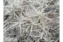Tillandsia paleacea clumb
