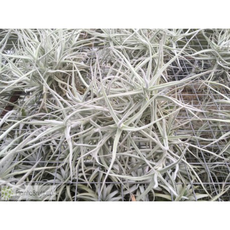 Tillandsia paleacea clumb