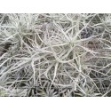 Tillandsia paleacea clumb