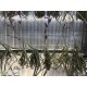 Tillandsia duratii