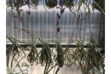 Tillandsia duratii mediana
