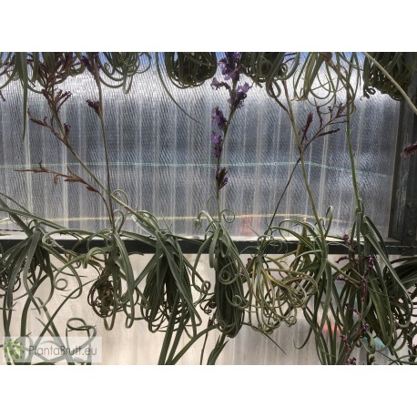 Tillandsia duratii