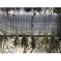 Tillandsia duratii medium