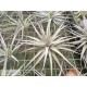 Tillandsia jucunda